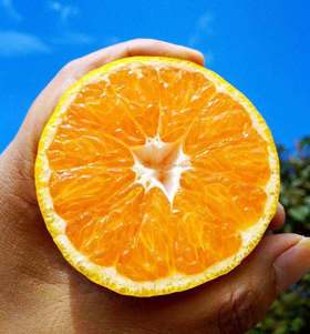 涌泉蜜桔 可以连皮吃【单孔泡沫包装   仅售江浙沪地区】