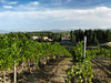 鲁芬诺托斯卡纳基昂蒂优质法定产区干红葡萄酒2020Ruffino Chianti DOCG 商品缩略图3