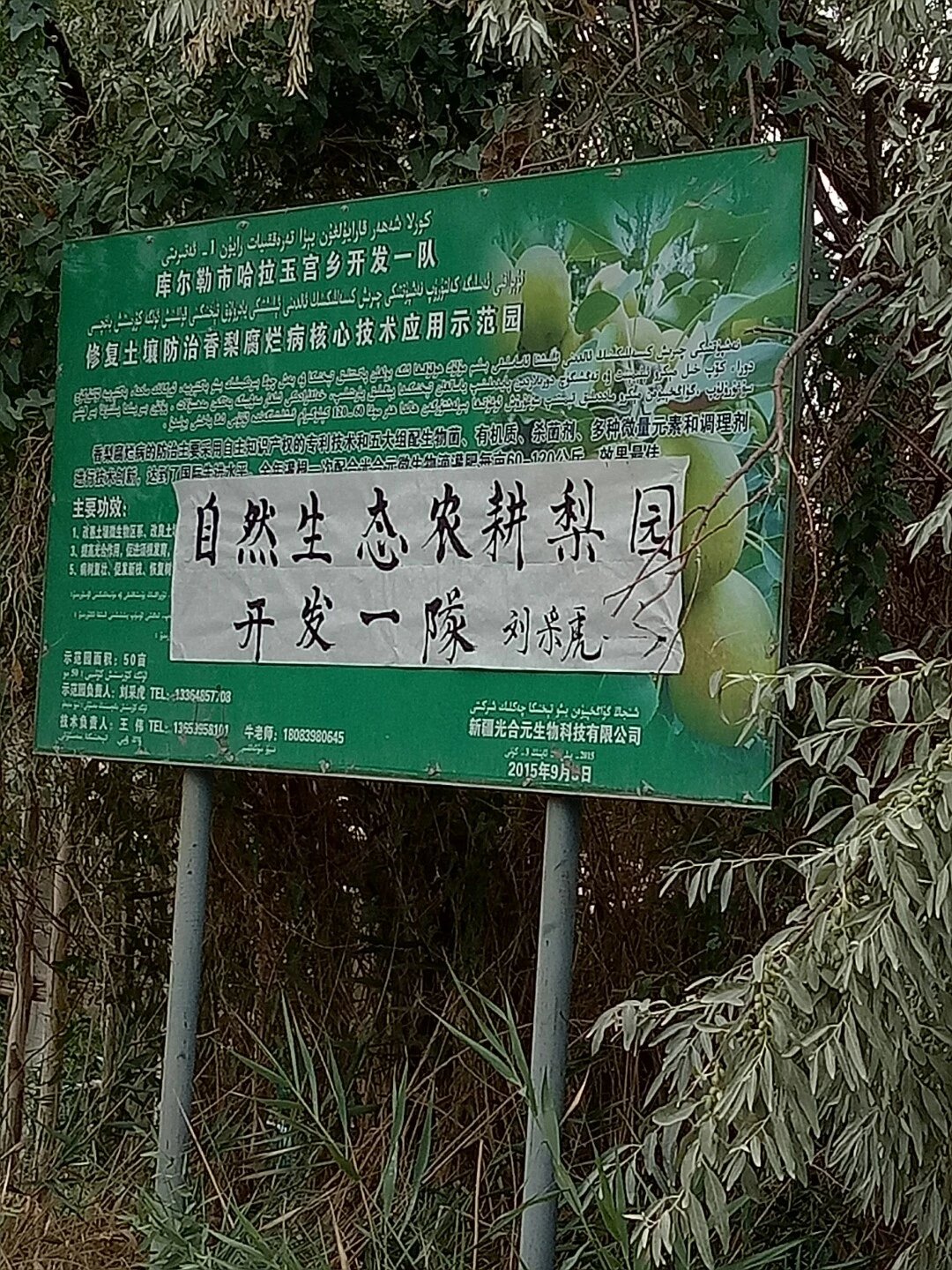 库尔勒酵素香梨|刘采虎【基地包邮直发】