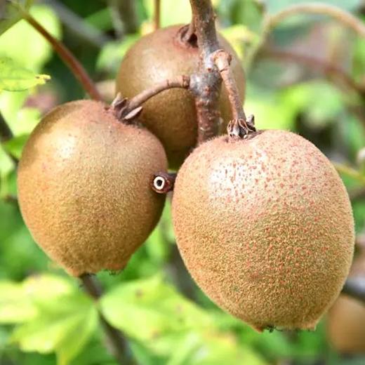 小沙江猕猴桃1300米海拔山地丘陵野蛮成熟皮薄肉厚甜美爽滑酸甜适口汁