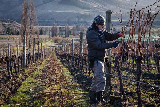 新西兰飞腾黑皮诺 Felton Road Bannockburn Pinot Noir, Central Otago, New Zealand 商品图2