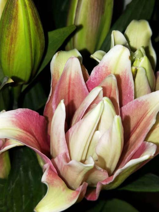 重瓣百合花双头5枝