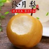 山东秋月梨，皮薄多汁，清甜爽口：（精品8个礼盒装/6个装） 商品缩略图0