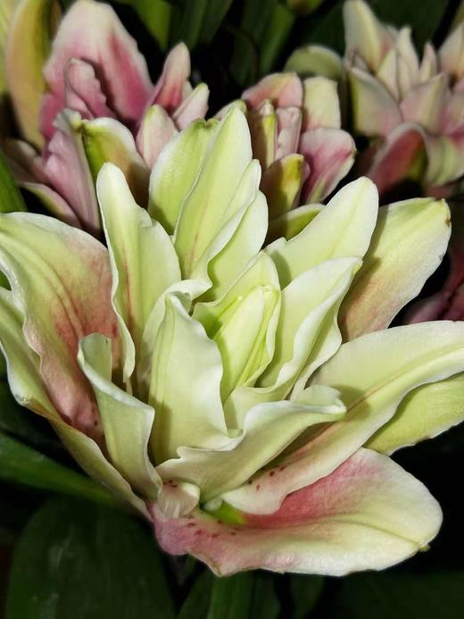 重瓣百合花双头5枝