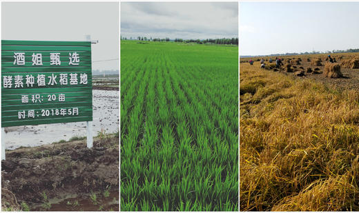 产地直发，当季新米!酵素种植的五常稻花香大米，东北五常酒姐自留地直供 商品图6