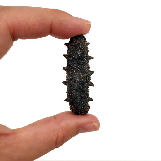 【润寿堂】大连一级淡干海参 商品图3