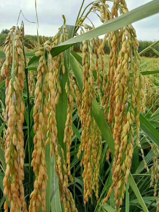 产地直发，当季新米!酵素种植的五常稻花香大米，东北五常酒姐自留地直供 商品图7