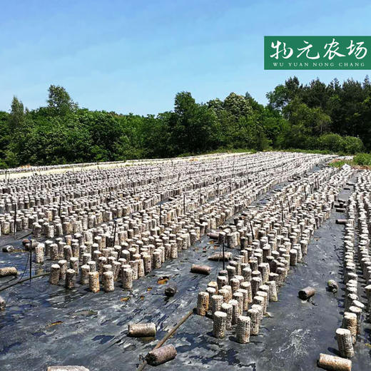 【生态玉木耳】干货东北特产玉木耳2018新品丨45g 商品图1