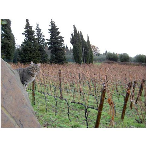 2012 斯卡莱特酒庄卡波加多干红葡萄酒 商品图4