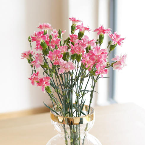 【多头粉色康乃馨星太子8枝 2枝防损耗】
