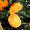 【爆款特惠】四川眉山爱媛38号橘橙 新鲜橘子当季水果果冻橙橙子5/8斤包邮 商品缩略图1