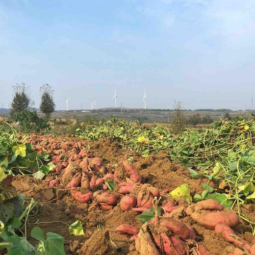 无药残地瓜，非常甜，多个品种，口感甜糯，有香气，孕婴可食用。4.5-5斤/箱，京东快递包邮。 商品图4