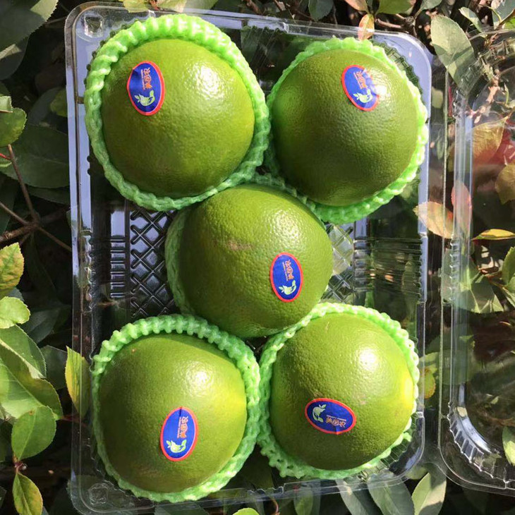 美国【鸡尾清甜·青柚】新鲜绿皮,皮薄肉嫩,柚味浓郁,水分超级足!