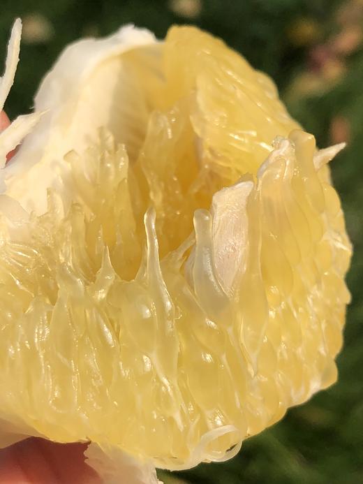 美国鸡尾青柚柔嫩多汁纯甜不酸4只