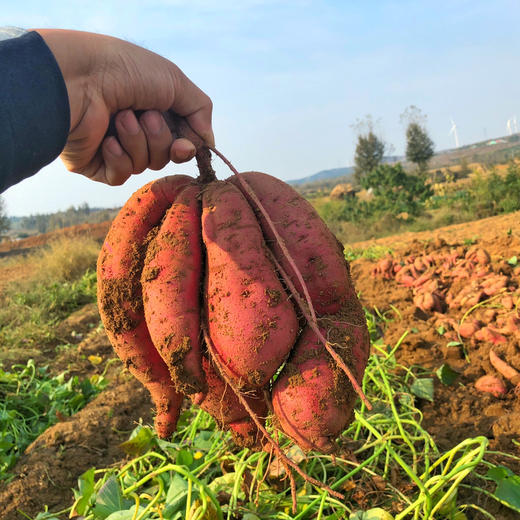 无药残地瓜，非常甜，多个品种，口感甜糯，有香气，孕婴可食用。4.5-5斤/箱，京东快递包邮。 商品图0