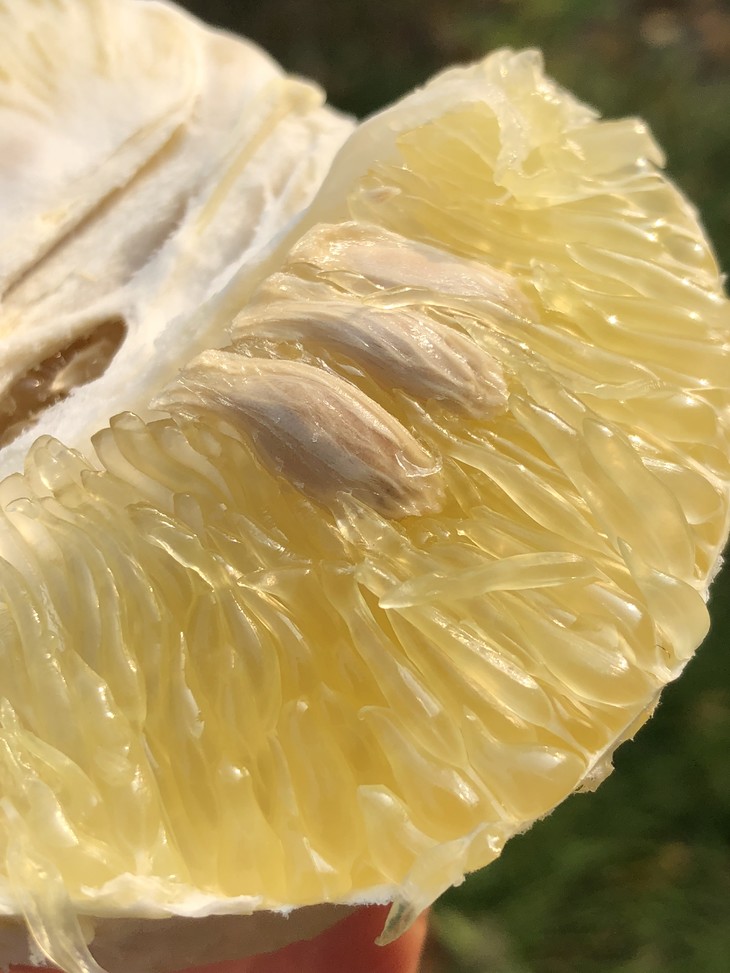 美国鸡尾青柚柔嫩多汁纯甜不酸4只