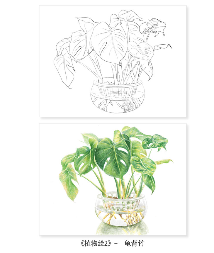 飞乐鸟植物绘主题线稿纸填色纸