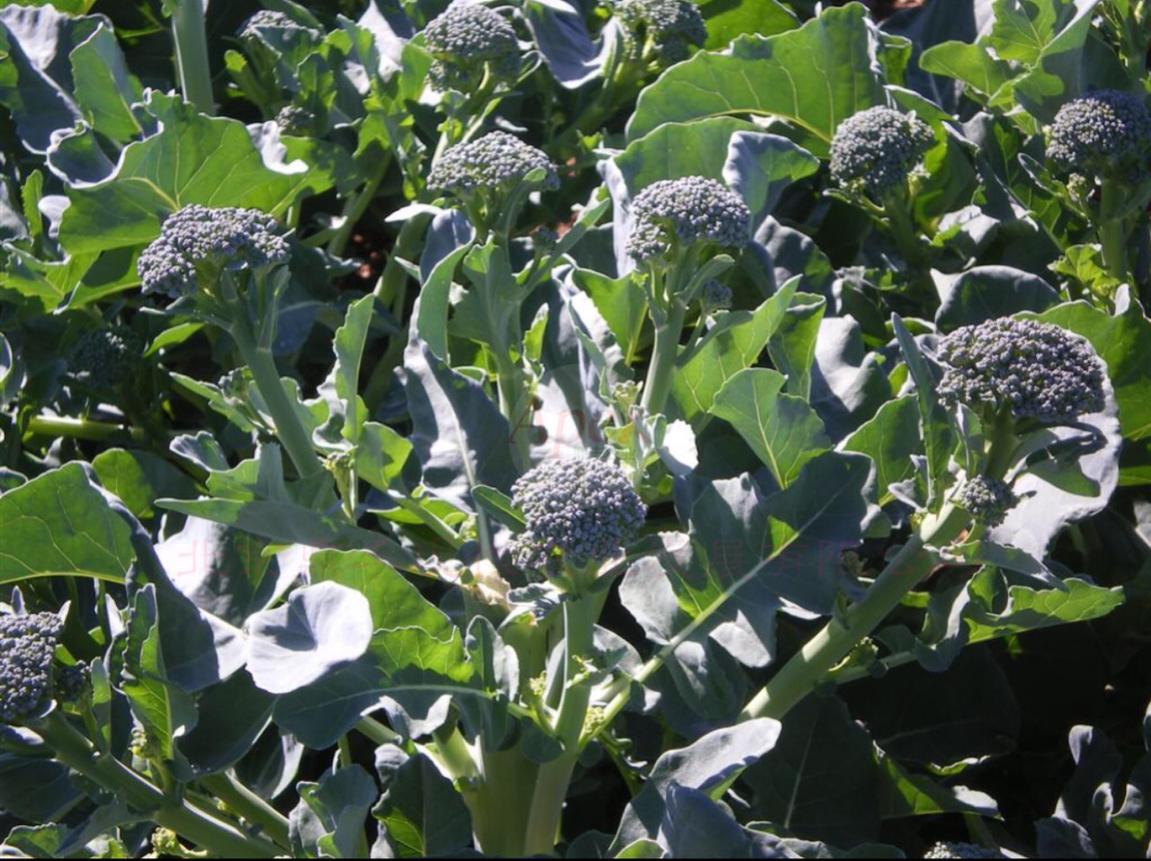 甜茎西兰花sweetbroccoli青花笋