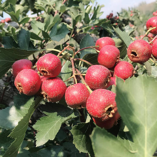 【2袋|精装】山东新鲜山楂果现摘2袋(重约1斤)【2日内提货】 商品图2