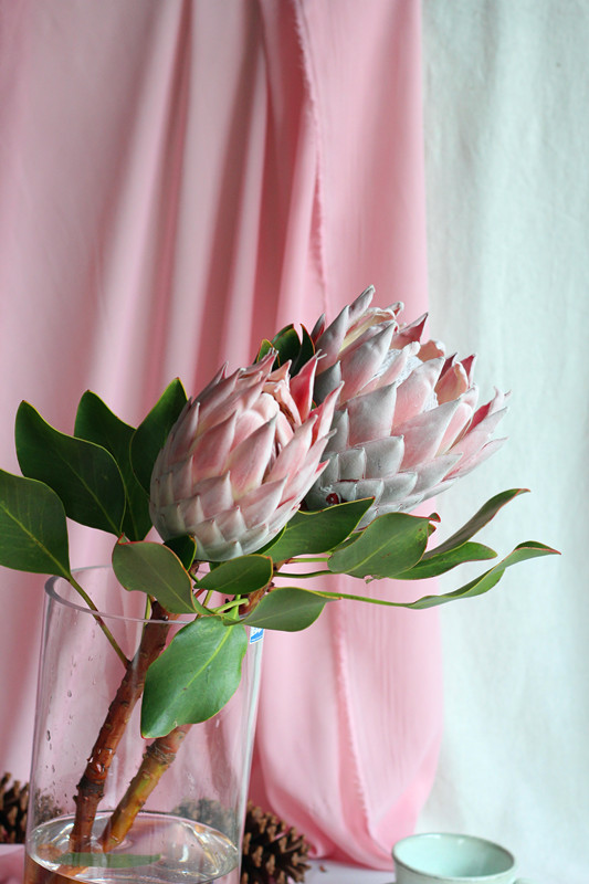 同城配送单品进口帝王花粉色