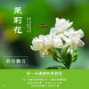 悠谷·飘雪茉莉花茶100克/罐 商品缩略图1