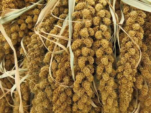 有机黄小米 7袋装  软糯香滑 易煮 农残项目零检出 360g/袋 商品图5