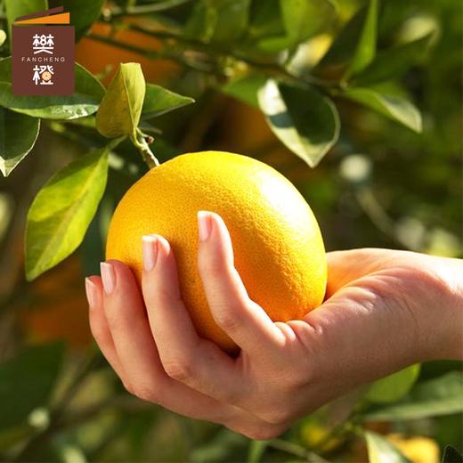 【6折优惠】樊橙 正宗赣南脐橙5斤礼盒装（约8-9个果） 商品图2