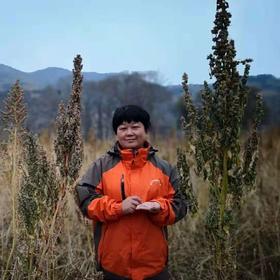 满68元包邮【超妈甄选】山西静乐藜麦，安全、健康，非常有营养价值的食材~~