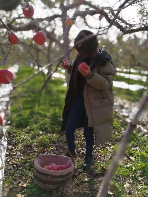 2025《爸爸的苹果》9颗装，12颗装，月卡、季卡、半年卡精品全熟果 商品图10