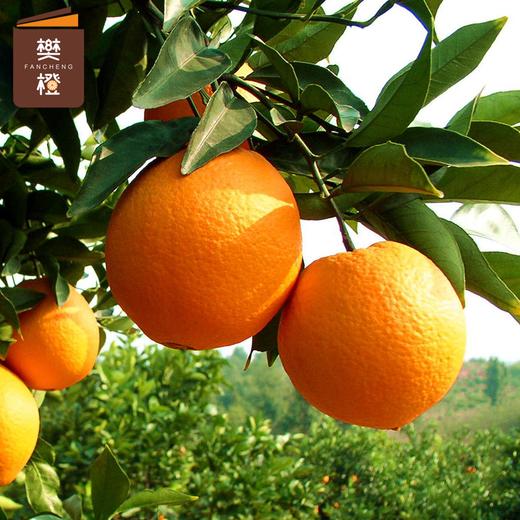 【6折优惠】樊橙 正宗赣南脐橙5斤礼盒装（约8-9个果） 商品图3