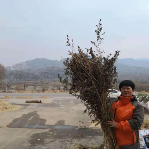 满68元包邮【超妈甄选】山西静乐藜麦，安全、健康，非常有营养价值的食材~~ 商品图2