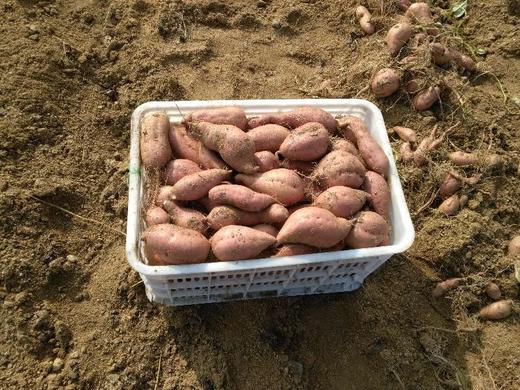 预订 | 蓟县砂土地红薯，口感软糯香甜 商品图3