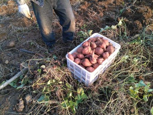 预订 | 蓟县砂土地红薯，口感软糯香甜 商品图4