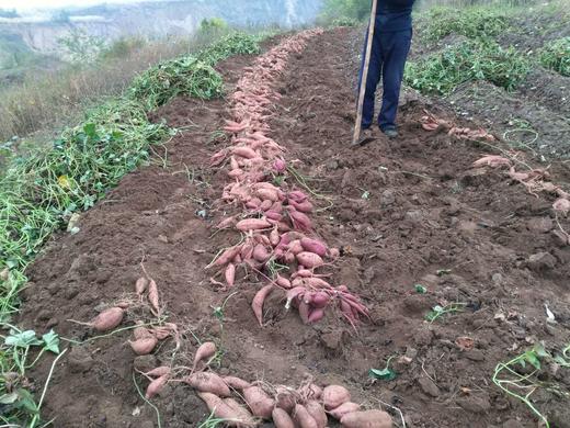 预订 | 蓟县砂土地红薯，口感软糯香甜 商品图2