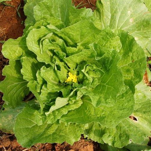 早白菜湖北广水湛小良只发广东