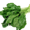 有机蔬菜 根达菜250g欧盟认证 牛皮菜 全国发货满额包邮 商品缩略图4