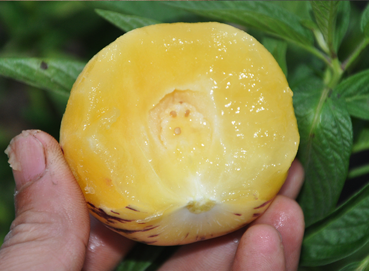 低糖高钙云南石林人参果约1201斤约8头水果