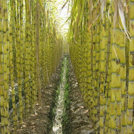 45斤包邮赣县香甜甘蔗远离城市的有机果实糖分高营养高咬一口甜到心底