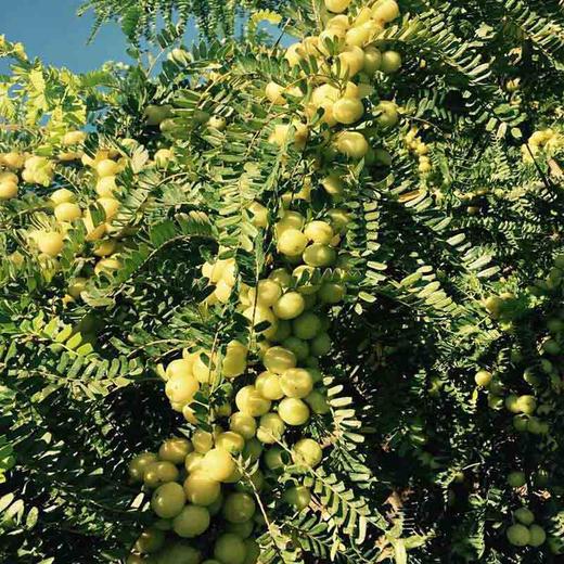稀有品种摩天石油甘王普宁摩天石甜油甘多重养生功效送礼佳品基地现摘
