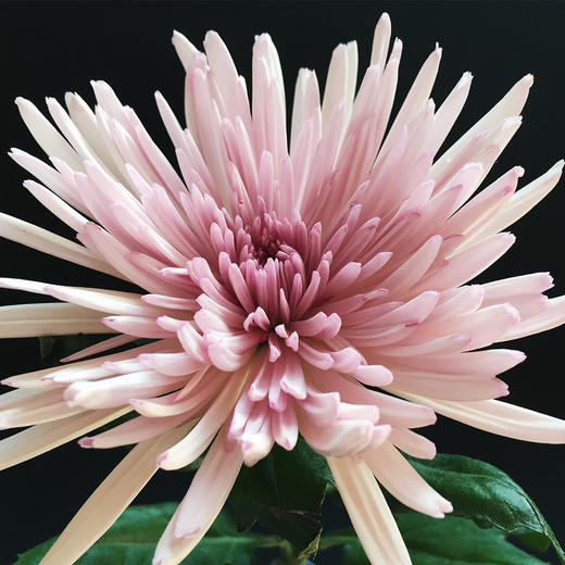 新鲜速递安娜菊