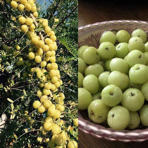 稀有品种摩天石油甘王普宁摩天石甜油甘多重养生功效送礼佳品基地现摘