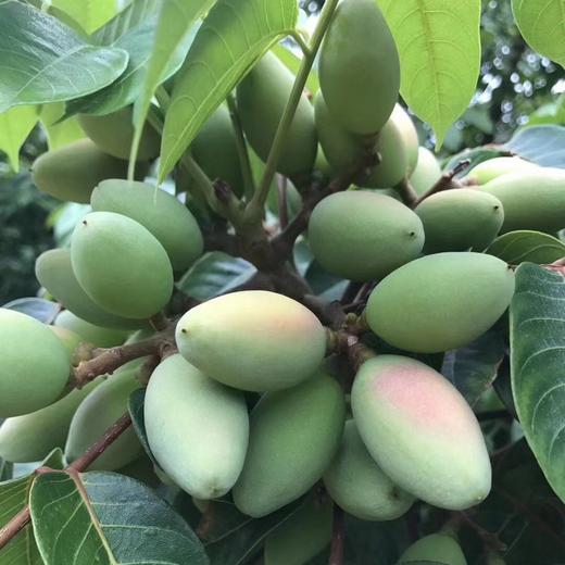 1,橄榄果的产地我国的南方的地区季节是秋季,橄榄果需要种植七年的