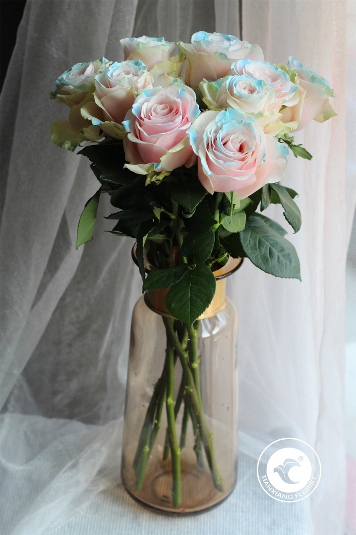 同城配送伊莎贝尔厄瓜多尔进口玫瑰单支