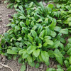 荠菜 商品缩略图1