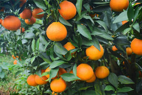  天然维生素养生果丨味蕾欢愉 预防冬病 