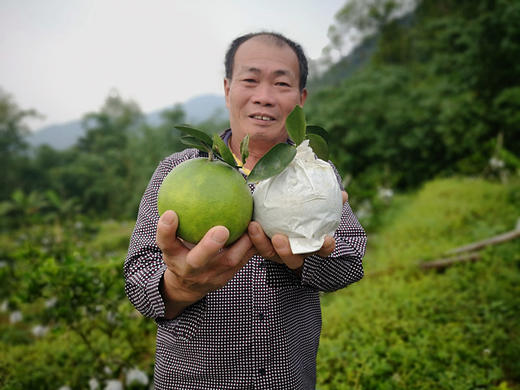 葡萄柚 农家种植 果园直供 皮薄多汁 天然叶酸 入口细腻 商品图6