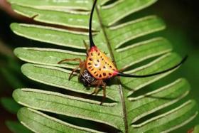 马来西亚婆罗洲 “成年人的天真之旅 ” 7天