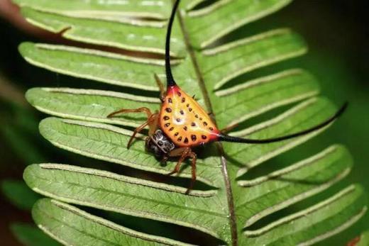 马来西亚婆罗洲 “成年人的天真之旅 ” 7天 商品图0