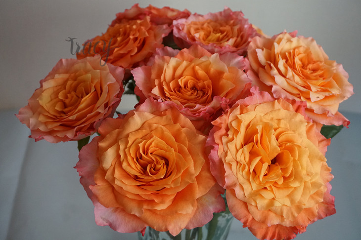 freespirit自由精灵肯尼亚花园玫瑰10支