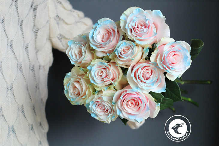 同城配送伊莎贝尔厄瓜多尔进口玫瑰单支